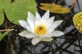 White water lily among the leaves on the river close up Royalty Free Stock Photo