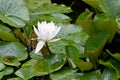 White water lily Royalty Free Stock Photo