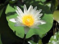 White Water Lily Lotus Blossom Royalty Free Stock Photo