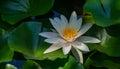 White water lily or lotus flower Marliacea Rosea in garden pond. Close-up of Nymphaea against dark green big leaves. Royalty Free Stock Photo