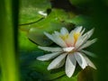 White water lily or lotus flower Marliacea Rosea in garden pond. Close-up of Nymphaea with water drops on blurry green water Royalty Free Stock Photo