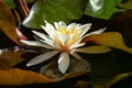 White water lily or lotus flower Marliacea Rosea in garden pond. Close-up of Nymphaea with water drops on dark wet leaves backgrou Royalty Free Stock Photo