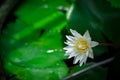 White water lily or white lotus flower. lotus flower in the pool Royalty Free Stock Photo
