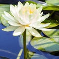 White water lily lotus flower in the pool Royalty Free Stock Photo