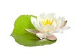 White water lily or lotus isolated on white background Royalty Free Stock Photo