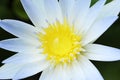 White water lily macro close up backgrounds Royalty Free Stock Photo