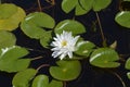 White water lily Marliacea Albida Royalty Free Stock Photo