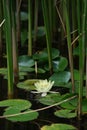 White water lily with numerous lily pads floating on pond's surface Royalty Free Stock Photo