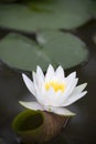 White water lily (Nymphaea alba) Royalty Free Stock Photo