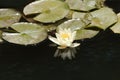 White water lily nymphaeaceae with reflection