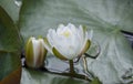 White Water Lily, Okefenokee Swamp National Wildlife Refuge
