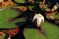 White water lily and lily pads in a lake Royalty Free Stock Photo