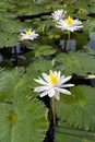 White water lily in a pond