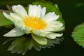 White water lily