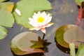 White water lily on a pond. Royalty Free Stock Photo