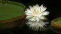 White water lily on the pond. Lotus. Royalty Free Stock Photo