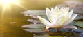 white water lily in pond under sunlight. Blossom time of lotus flower