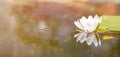 White water lily in pond under sunlight. Blossom time of lotus flower