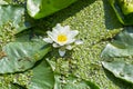 White water Lily on the Pregola river in Kaliningrad Royalty Free Stock Photo