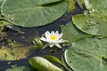 White water Lily on the Pregola river in Kaliningrad Royalty Free Stock Photo