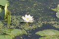 White water Lily on the Pregola river in Kaliningrad Royalty Free Stock Photo