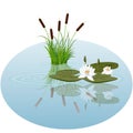White water lily and reeds in water vector illustration Royalty Free Stock Photo