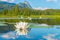 White water lily reflected in the tranquil water of an alpine lake Royalty Free Stock Photo