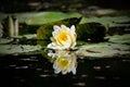 White Water Lily Reflection at Gibbs Gardens Royalty Free Stock Photo