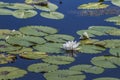 White water lily reflection at the pond Royalty Free Stock Photo