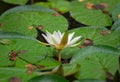 A white water lily among round green leaves in a pond with fallen leaves. Autumn scenery of aquatic plants Royalty Free Stock Photo