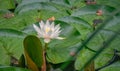 A white water lily among round green leaves in a pond with reflections. Autumn scenery of aquatic plants Royalty Free Stock Photo