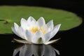 White water lily Royalty Free Stock Photo