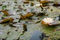 White water lily in summer pond. Blooming white lotus with big leaves. Summer nature concept. Swamp land nature. Royalty Free Stock Photo