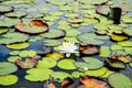 Beautiful white Waterlily in bloom Royalty Free Stock Photo