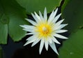 White water lily Royalty Free Stock Photo