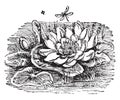 White Water Lily vintage illustration