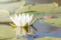 White Water lily on water surface. Water lily reflection in water.