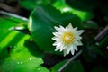 White water lily or white lotus flower in the pool Royalty Free Stock Photo