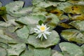 White water lily and green lily pads floating in a pond Royalty Free Stock Photo