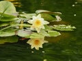 Whitte Water Lily With Green Lily Pads