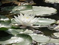 White water lily with yellow pollen on surface of pond Royalty Free Stock Photo