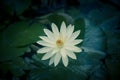 White water lily with yellow pollen on surface of the pond. Close up of beautiful lotus flower. Flower background. Spa concept Royalty Free Stock Photo