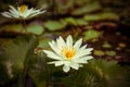 White water lily with yellow pollen on surface of the pond. Close up of beautiful lotus flower. Flower background. Spa concept Royalty Free Stock Photo