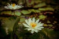 White water lily with yellow pollen on surface of the pond. Close up of beautiful lotus flower. Flower background. Spa concept Royalty Free Stock Photo