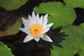 White water lily with yellow stamens in the swamp. With a blur background of lotus leaves On a sunny day. Royalty Free Stock Photo