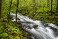 White water stream is surrounded with green leaves. Royalty Free Stock Photo