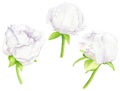 White watercolor Peony flower and buds set. Hand drawn floral illustration isolated on white background. Clipart Royalty Free Stock Photo