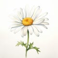 White watercolour chamomile daisy matricaria marguerite summer flower on light background