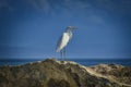 A White waterfowl at beach on Dominican Republic Royalty Free Stock Photo