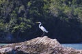 A White waterfowl at beach on Dominican Republic Royalty Free Stock Photo